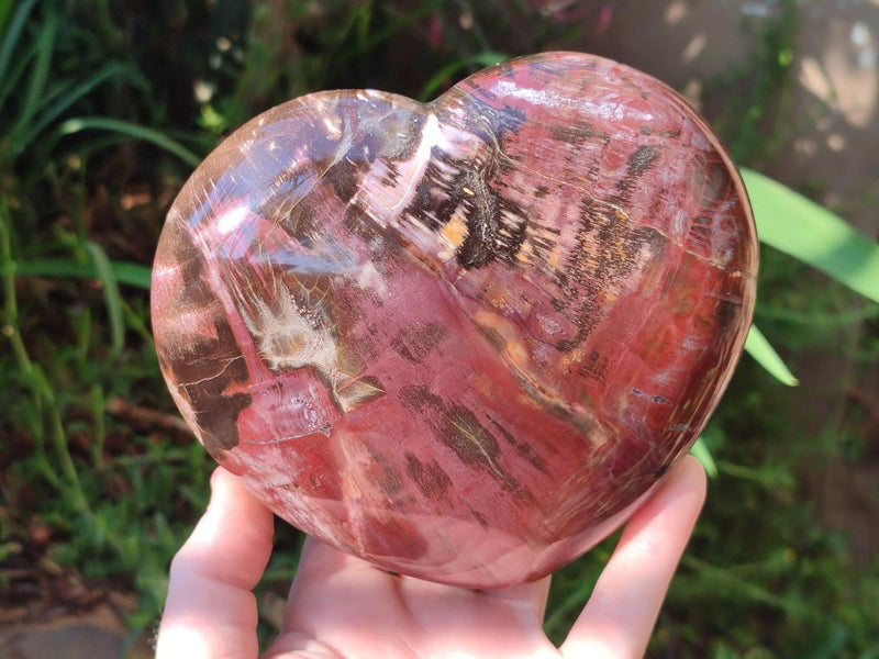 Polished Large Red Podocarpus Petrified Wood Hearts x 2 From Mahajanga, Madagascar - Toprock Gemstones and Minerals 
