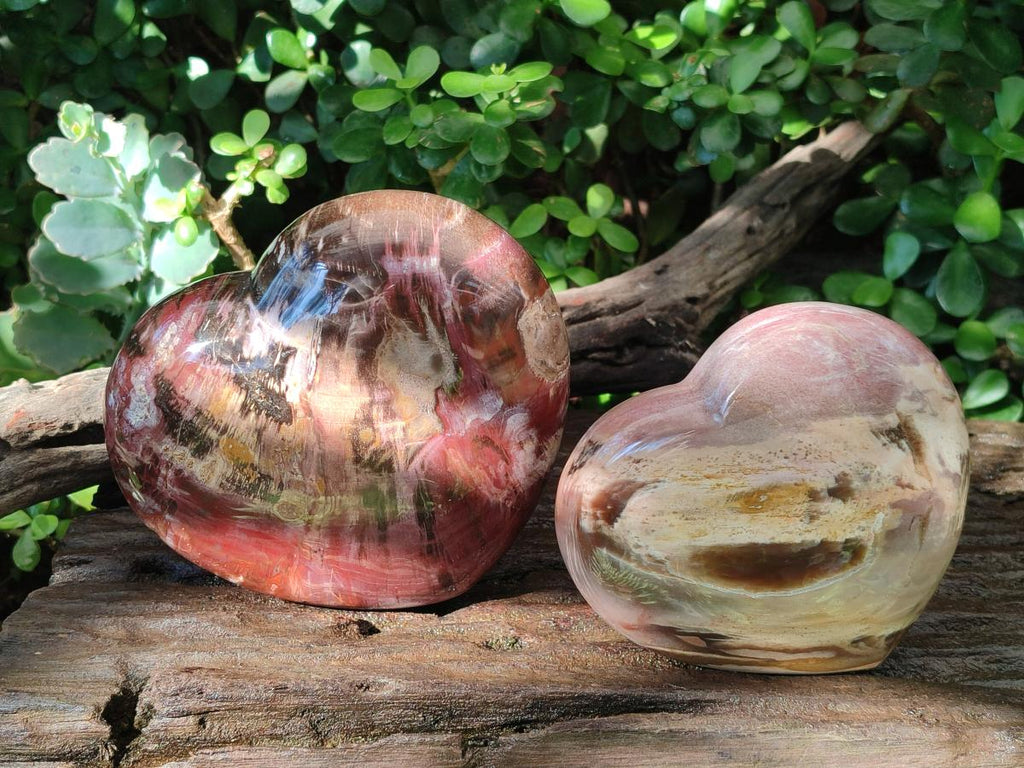 Polished Large Red Podocarpus Petrified Wood Hearts x 2 From Mahajanga, Madagascar - Toprock Gemstones and Minerals 