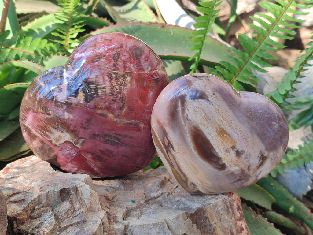 Polished Large Red Podocarpus Petrified Wood Hearts x 2 From Mahajanga, Madagascar - Toprock Gemstones and Minerals 