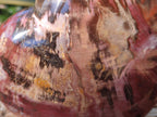 Polished Large Red Podocarpus Petrified Wood Hearts x 2 From Mahajanga, Madagascar - Toprock Gemstones and Minerals 