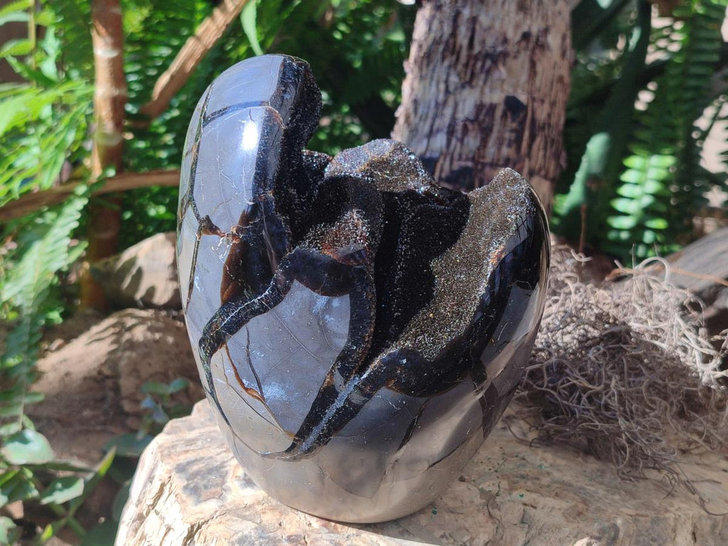 Polished and Natural Large Septerye Sauvage "Dragons Egg" Standing Display Piece x 1 From Mahajanga, Madagascar - Toprock Gemstones and Minerals 