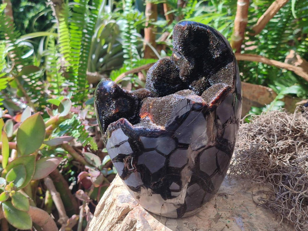 Polished and Natural Large Septerye Sauvage "Dragons Egg" Standing Display Piece x 1 From Mahajanga, Madagascar - Toprock Gemstones and Minerals 
