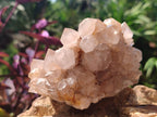 Natural Spirit Quartz Clusters x 4 From Boekenhouthoek, South Africa - Toprock Gemstones and Minerals 