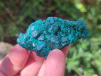 Natural Dioptase Specimens on Dolomite Matrix x 6 From Tantara Mine, Congo - Toprock Gemstones and Minerals 