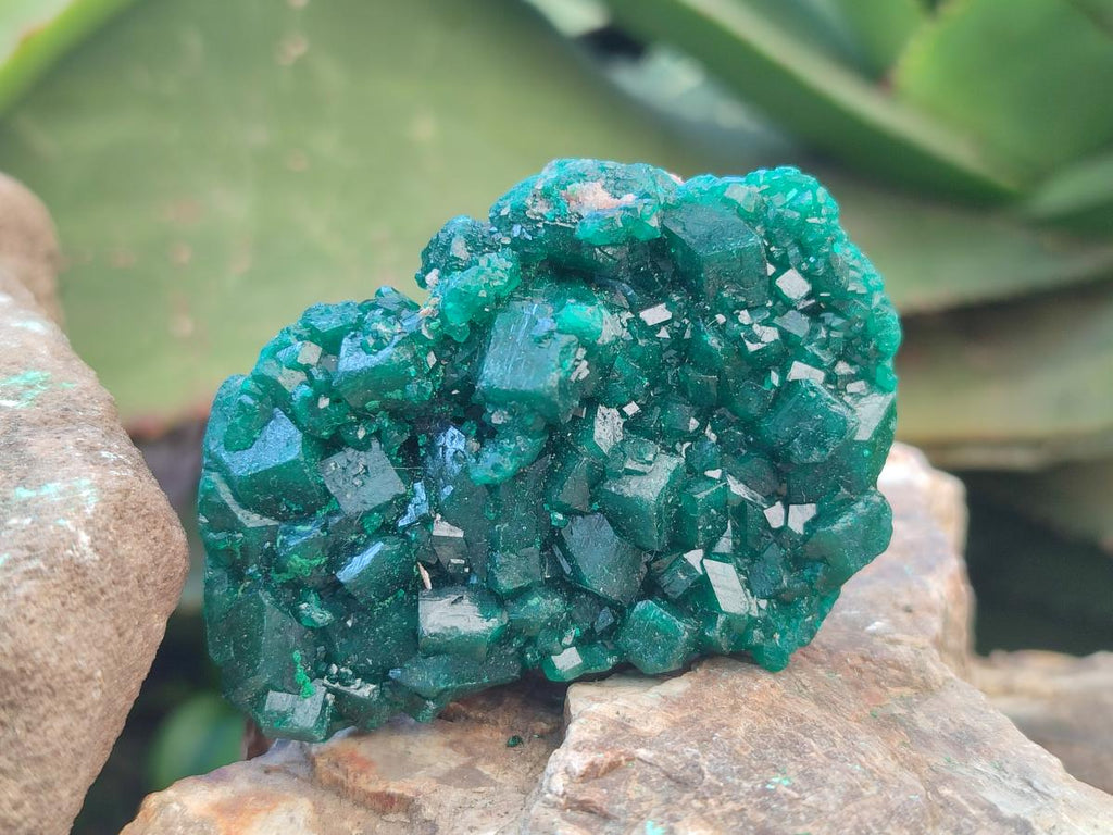 Natural Dioptase Specimens on Dolomite Matrix x 6 From Tantara Mine, Congo - Toprock Gemstones and Minerals 
