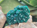 Natural Dioptase Specimens on Dolomite Matrix x 6 From Tantara Mine, Congo - Toprock Gemstones and Minerals 