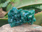 Natural Dioptase Specimens on Dolomite Matrix x 6 From Tantara Mine, Congo - Toprock Gemstones and Minerals 