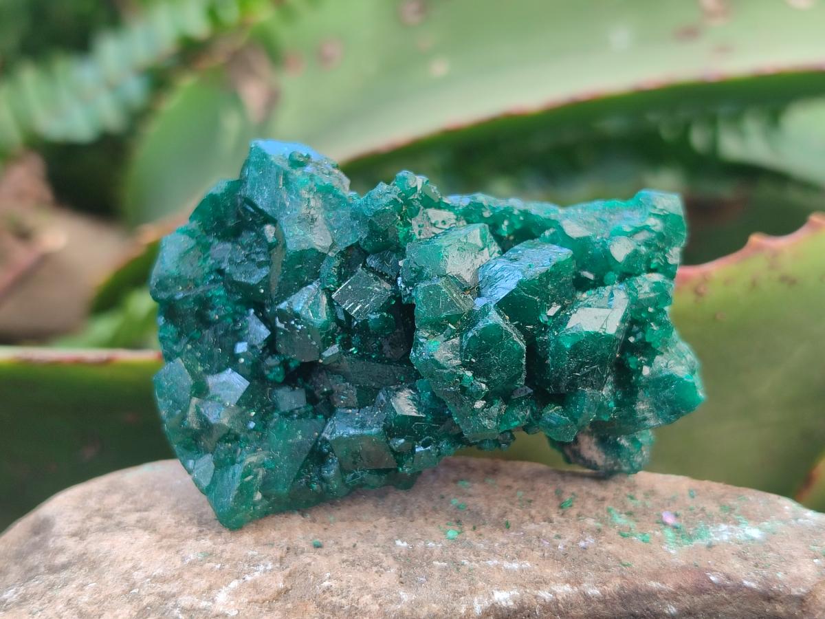 Natural Dioptase Specimens on Dolomite Matrix x 6 From Tantara Mine, Congo - Toprock Gemstones and Minerals 