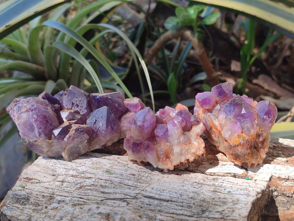 Natural Chevron Amethyst Clusters x 16 From Zambia - Toprock Gemstones and Minerals 