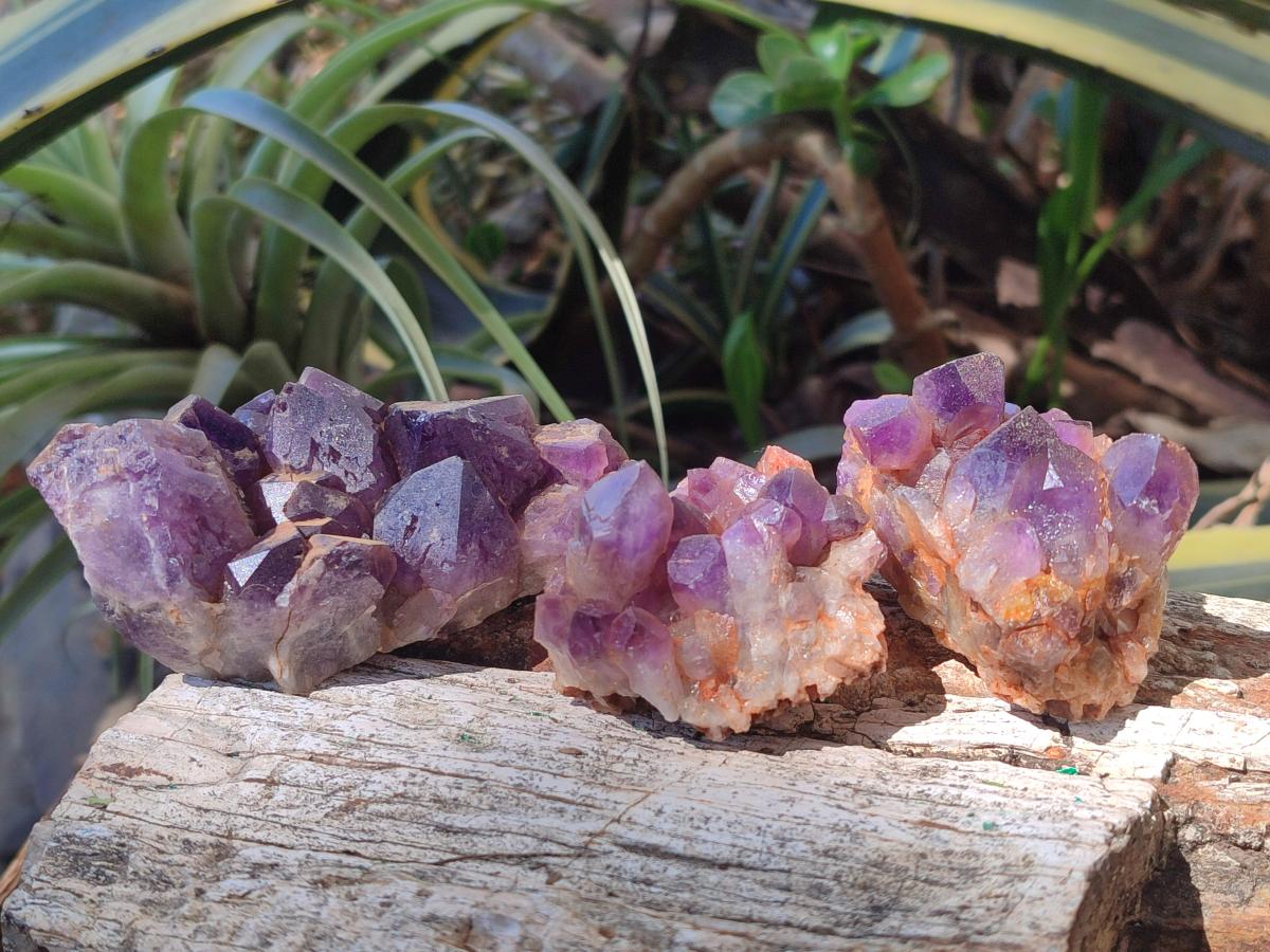Natural Chevron Amethyst Clusters x 16 From Zambia - Toprock Gemstones and Minerals 
