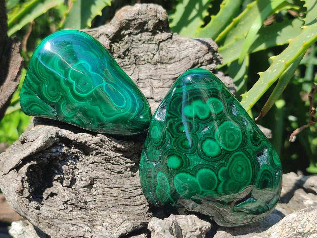 Polished and Natural Flower Banded Malachite Free Forms x 6 From Congo - Toprock Gemstones and Minerals 
