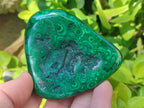 Polished and Natural Flower Banded Malachite Free Forms x 6 From Congo - Toprock Gemstones and Minerals 