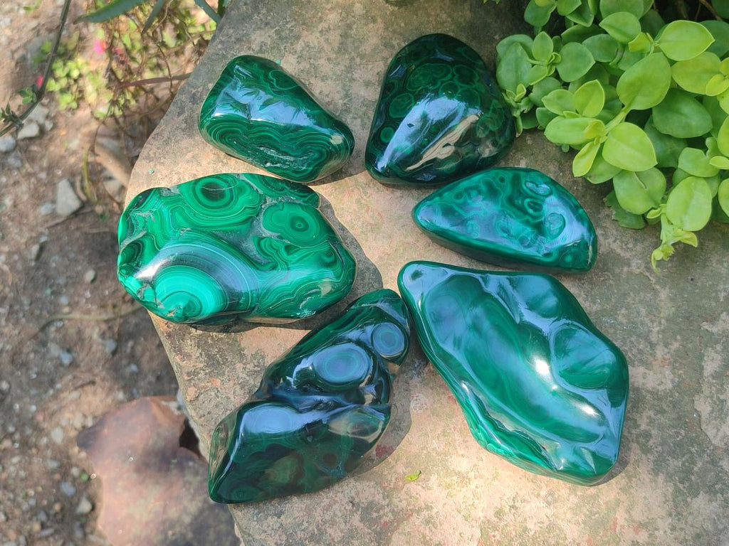 Polished and Natural Flower Banded Malachite Free Forms x 6 From Congo - Toprock Gemstones and Minerals 