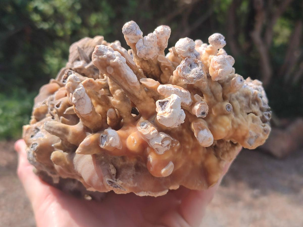 Natural Large Semi-Sceptre Spearhead Calcite Crystal Specimen with Yellow Aragonite Coating x 1 From Albert's Mountain, Lesotho - Toprock Gemstones and Minerals 