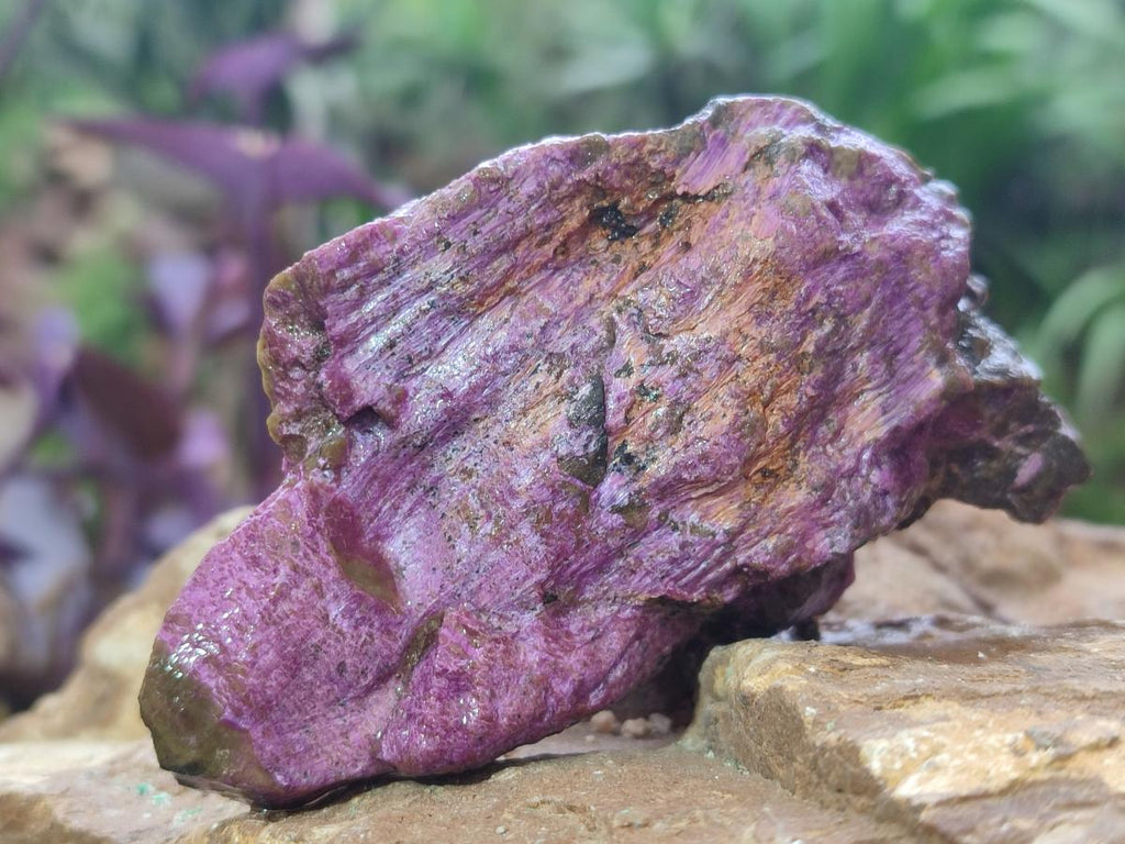 Natural Cobbed Stichtite Specimens x 24 From Barberton, South Africa