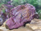 Natural Cobbed Stichtite Specimens x 24 From Barberton, South Africa