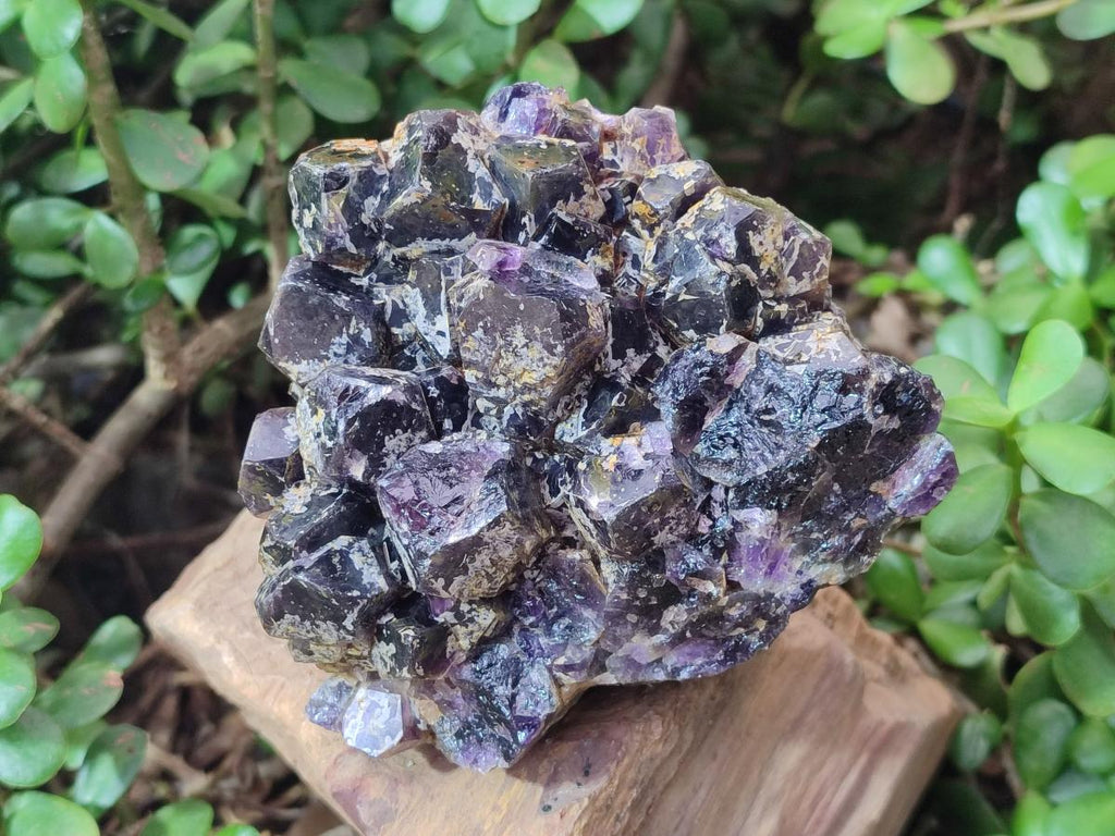 Natural Dark Purple Amethyst Clusters x 6 From Zambia