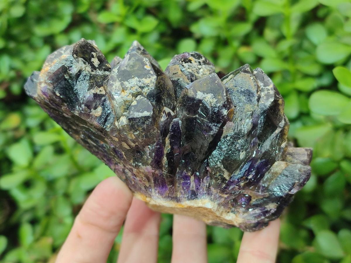 Natural Dark Purple Amethyst Clusters x 6 From Zambia