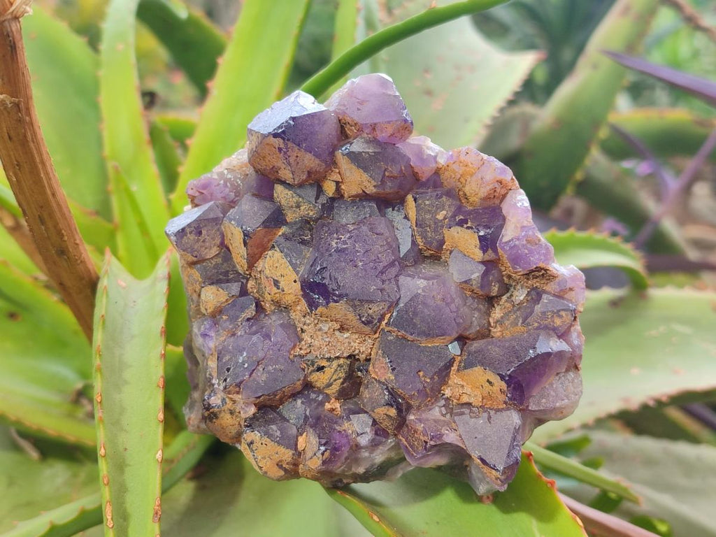Natural Dark Purple Amethyst Clusters x 6 From Zambia