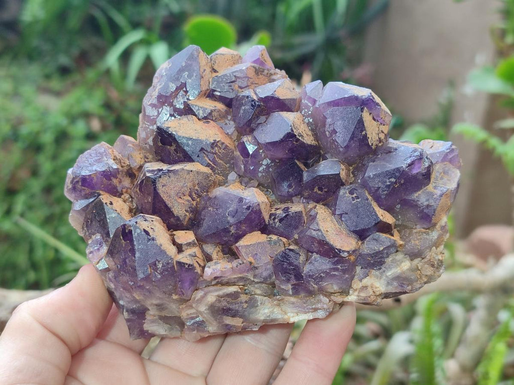 Natural Dark Purple Amethyst Clusters x 6 From Zambia
