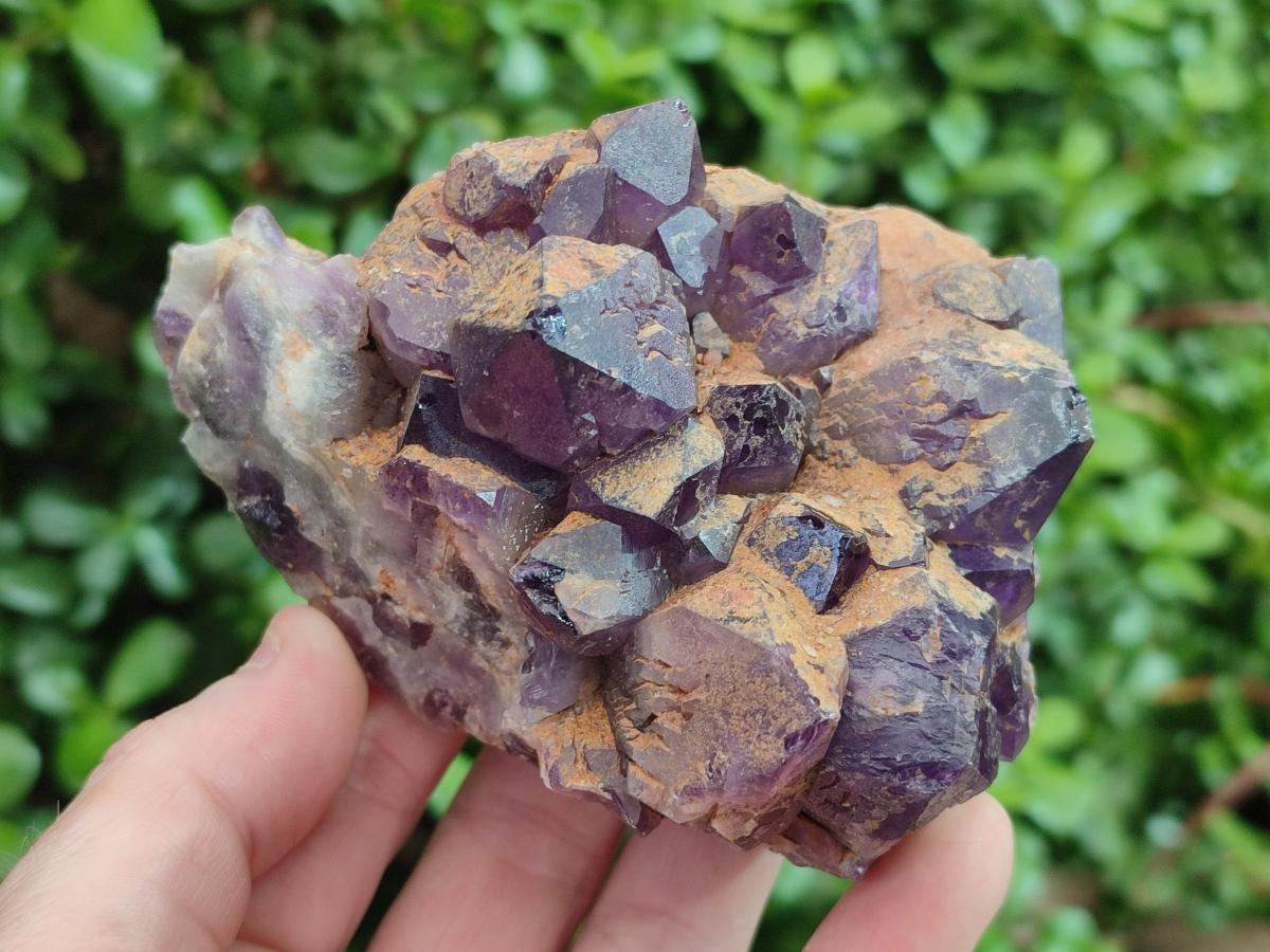 Natural Dark Purple Amethyst Clusters x 6 From Zambia
