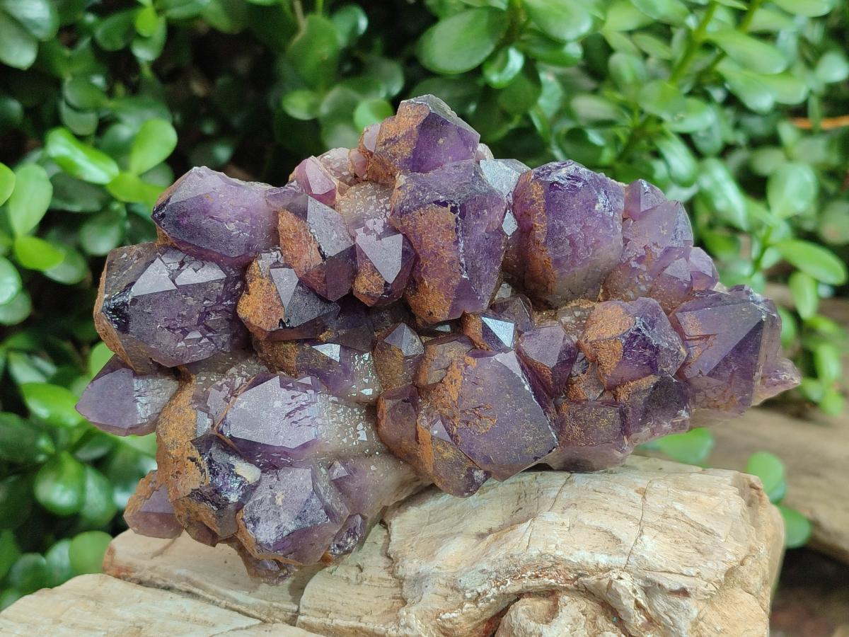 Natural Dark Purple Amethyst Clusters x 6 From Zambia