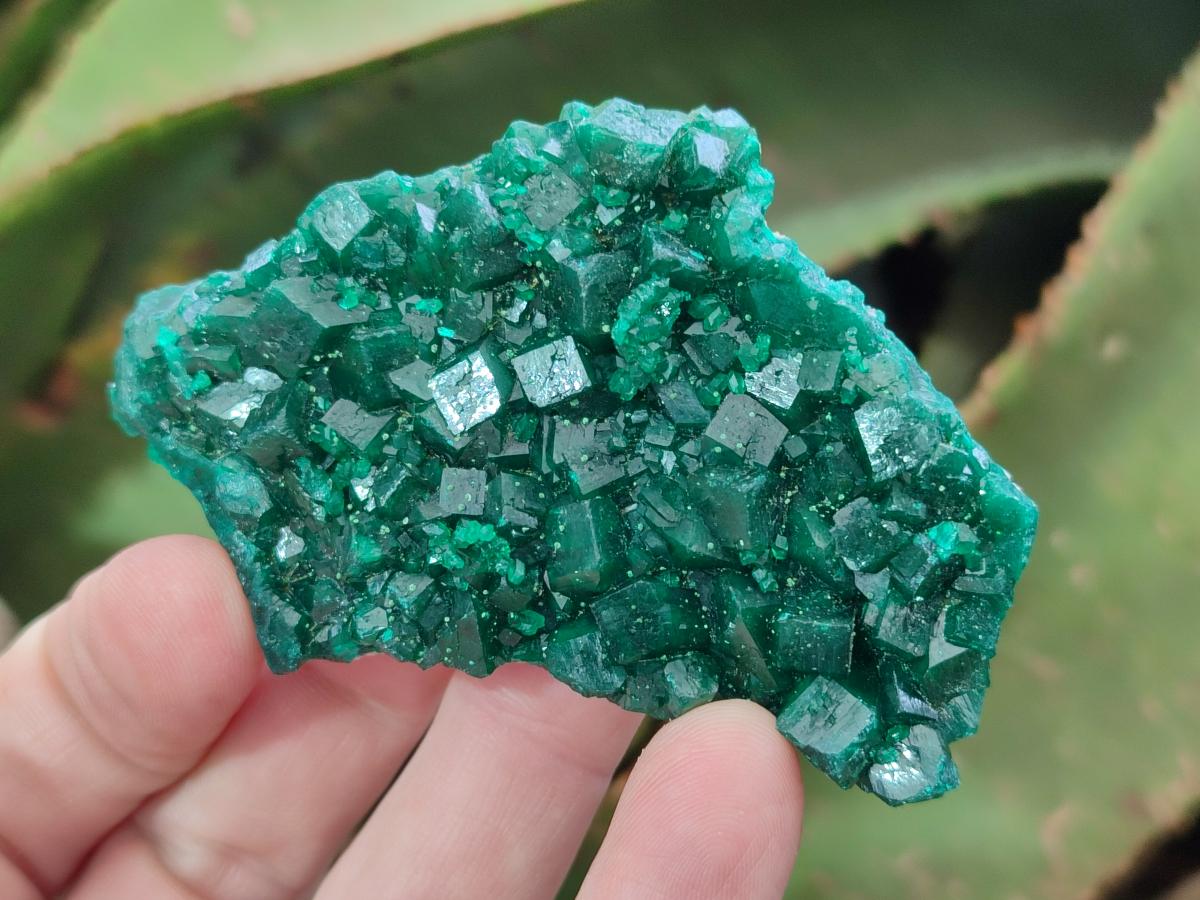 Natural Medium Cabinet Size Dioptase Specimens on Dolomite Matrix x 6 From Tantara Mine, Congo