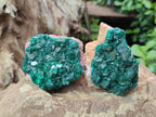 Natural Medium Cabinet Size Dioptase Specimens on Dolomite Matrix x 6 From Tantara Mine, Congo