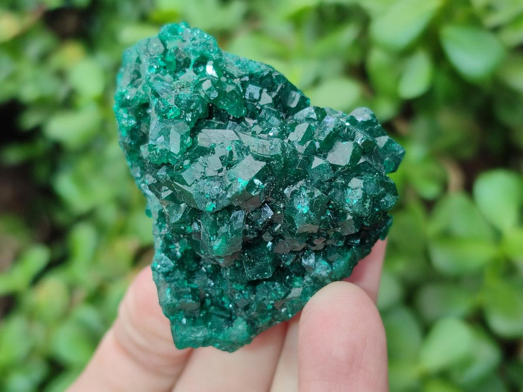 Natural Medium Cabinet Size Dioptase Specimens on Dolomite Matrix x 6 From Tantara Mine, Congo