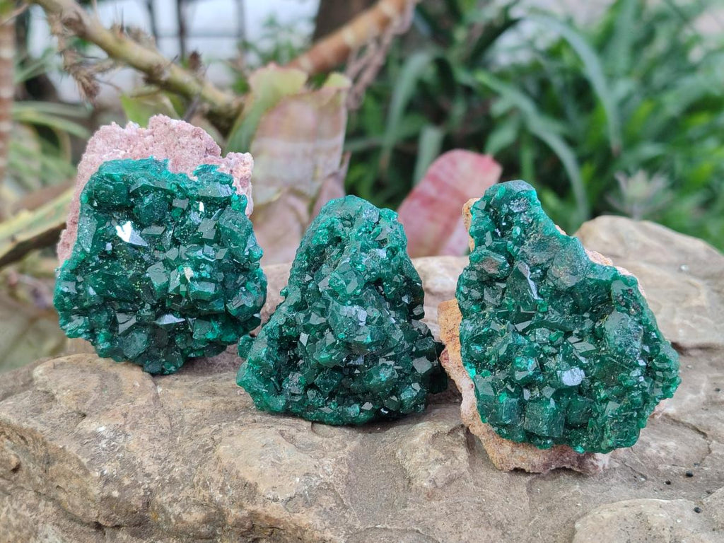 Natural Medium Cabinet Size Dioptase Specimens on Dolomite Matrix x 6 From Tantara Mine, Congo