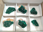 Natural Medium Cabinet Size Dioptase Specimens on Dolomite Matrix x 6 From Tantara Mine, Congo