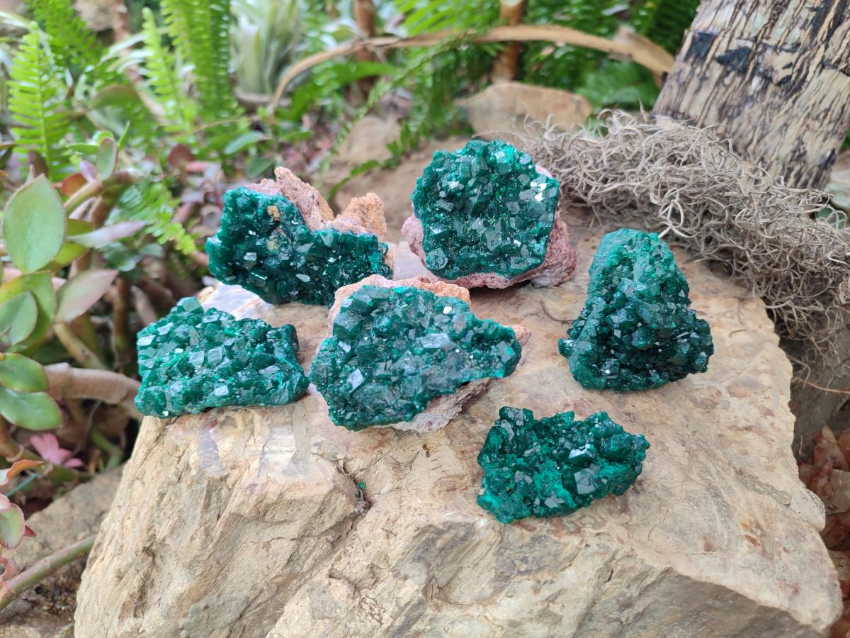 Natural Medium Cabinet Size Dioptase Specimens on Dolomite Matrix x 6 From Tantara Mine, Congo