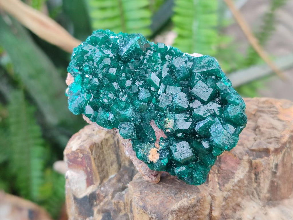 Natural Medium Cabinet Size Dioptase Specimens on Dolomite Matrix x 6 From Tantara Mine, Congo