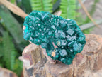 Natural Medium Cabinet Size Dioptase Specimens on Dolomite Matrix x 6 From Tantara Mine, Congo