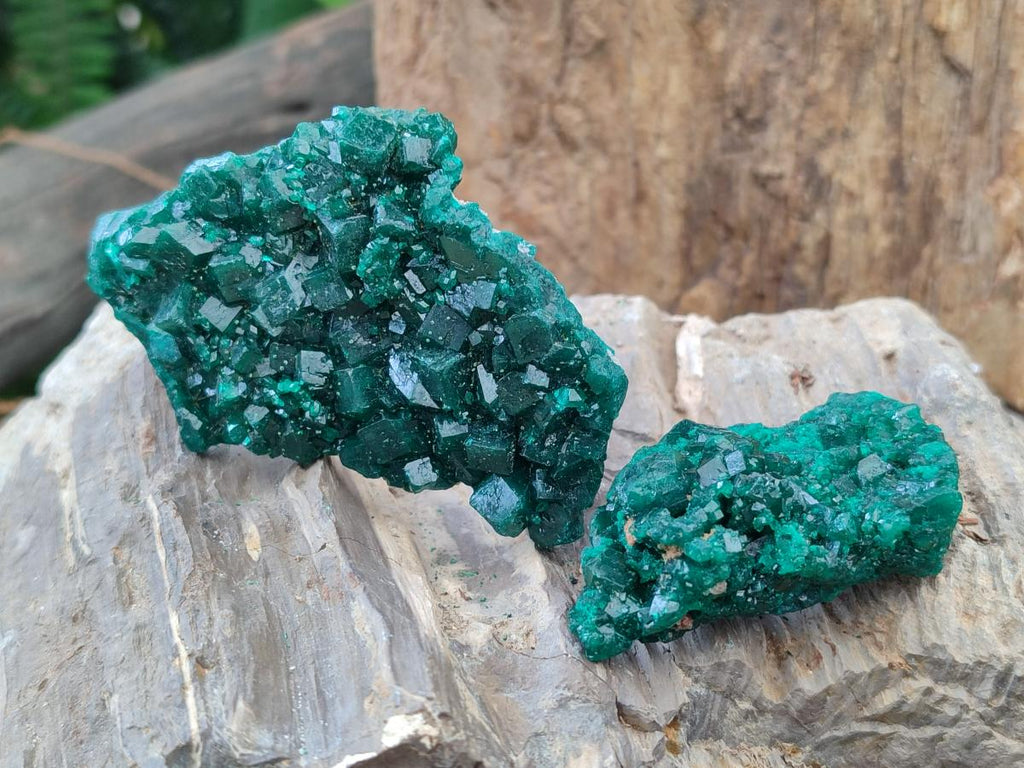 Natural Medium Cabinet Size Dioptase Specimens on Dolomite Matrix x 6 From Tantara Mine, Congo
