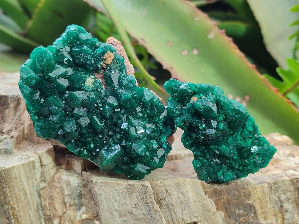 Natural Medium Cabinet Size Dioptase Specimens on Dolomite Matrix x 6 From Tantara Mine, Congo