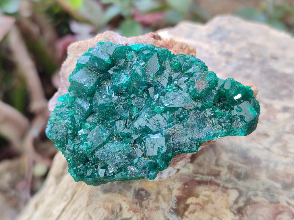 Natural Medium Cabinet Size Dioptase Specimens on Dolomite Matrix x 6 From Tantara Mine, Congo