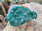 Natural Medium Cabinet Size Dioptase Specimens on Dolomite Matrix x 6 From Tantara Mine, Congo