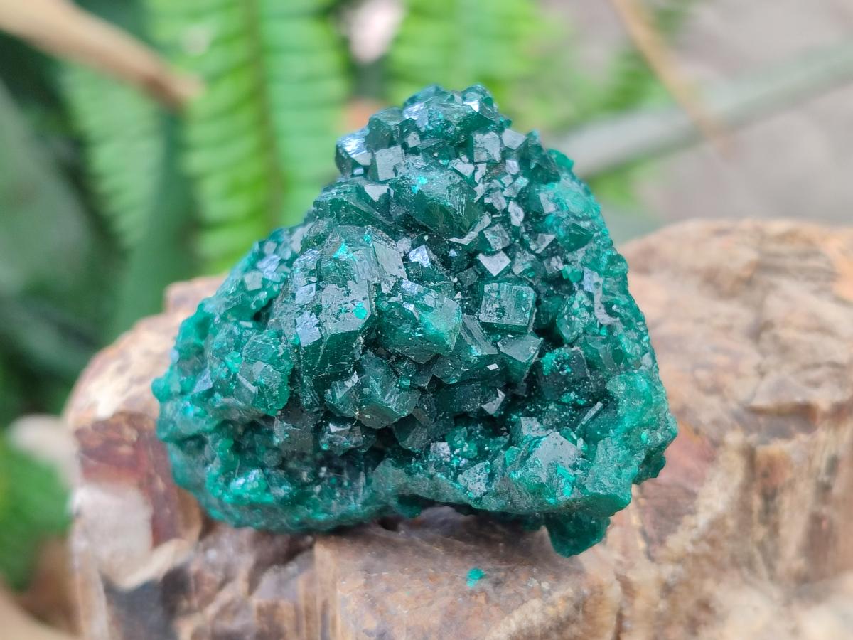 Natural Medium Cabinet Size Dioptase Specimens on Dolomite Matrix x 6 From Tantara Mine, Congo
