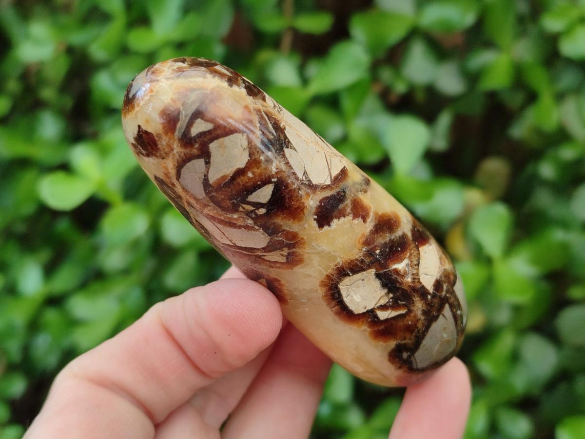 Polished Septerye Massage Wands x 6 From Mahajanga, Madagascar