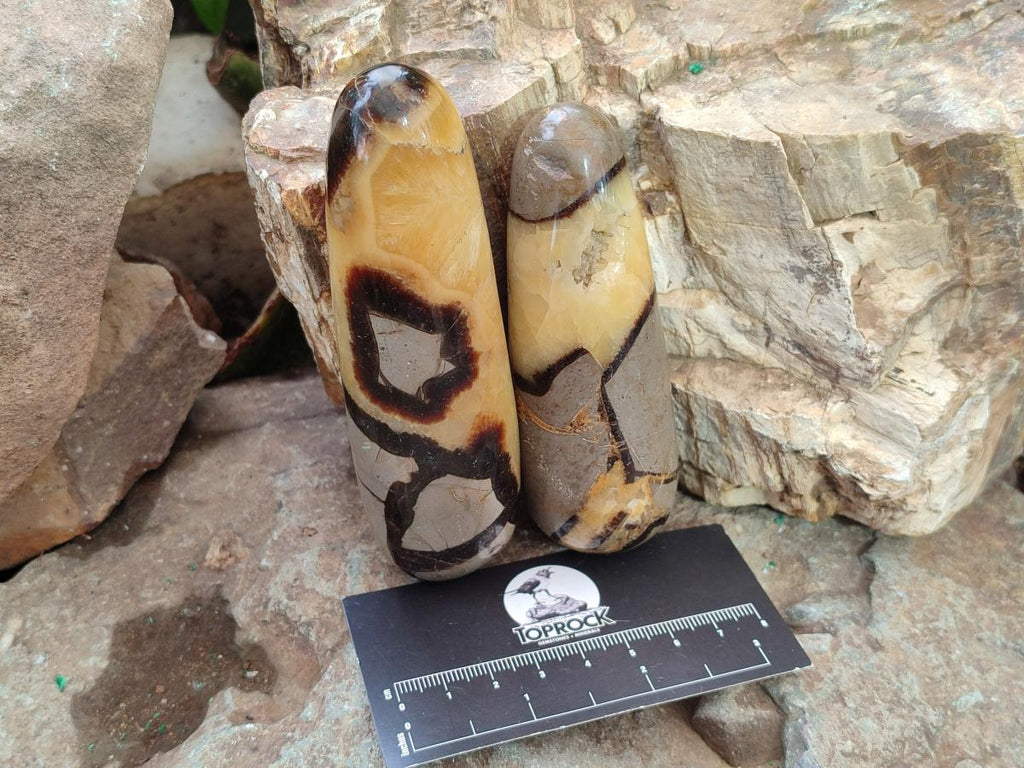 Polished Septerye Massage Wands x 6 From Mahajanga, Madagascar