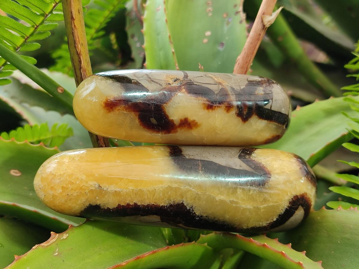 Polished Septerye Massage Wands x 6 From Mahajanga, Madagascar