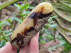 Polished Septerye Massage Wands x 6 From Mahajanga, Madagascar