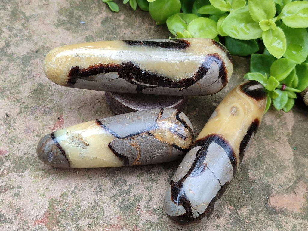 Polished Septerye Massage Wands x 6 From Mahajanga, Madagascar