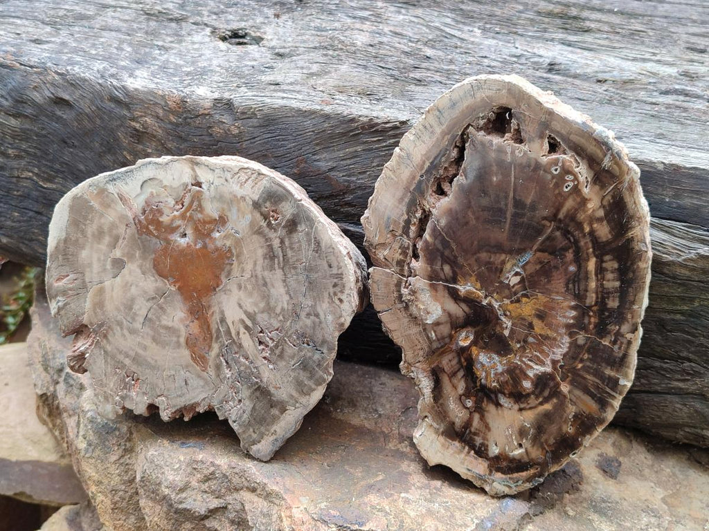 Polished One Side Dadoxylon Petrified Wood Tree Branches x 2 From Gokwe, Zimbabwe