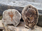 Polished One Side Dadoxylon Petrified Wood Tree Branches x 2 From Gokwe, Zimbabwe