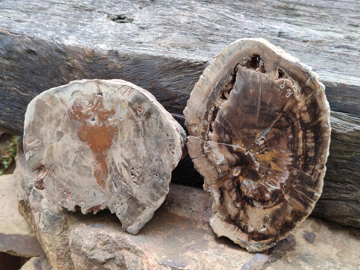 Polished One Side Dadoxylon Petrified Wood Tree Branches x 2 From Gokwe, Zimbabwe