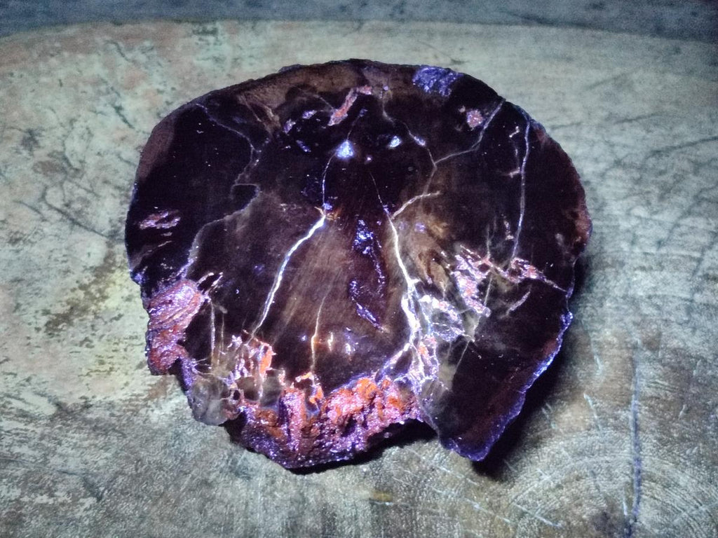 Polished One Side Dadoxylon Petrified Wood Tree Branches x 2 From Gokwe, Zimbabwe