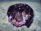 Polished One Side Dadoxylon Petrified Wood Tree Branches x 2 From Gokwe, Zimbabwe