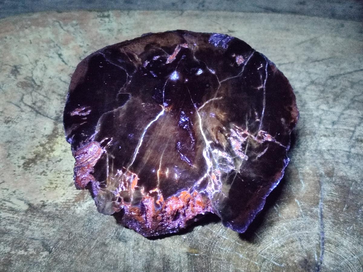 Polished One Side Dadoxylon Petrified Wood Tree Branches x 2 From Gokwe, Zimbabwe